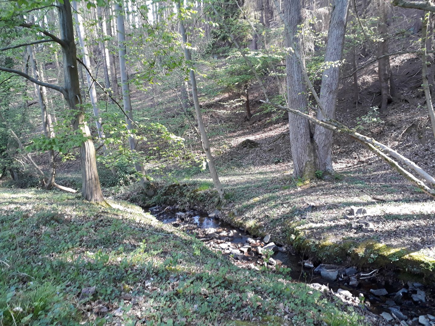 Die Brunsbecke fließt durch den Wald