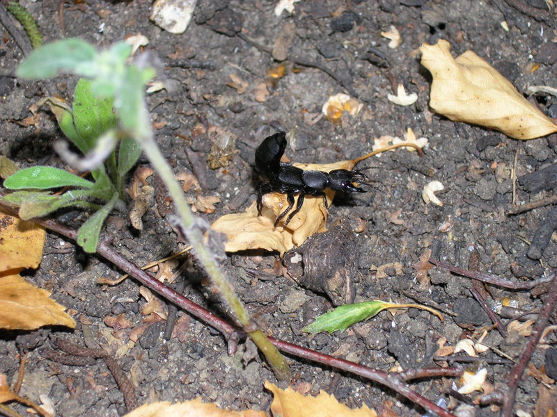 schwarzer Käfer krabbelt über Waldboden