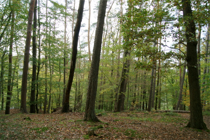Blick in den Wald am Marienhof in Hagen